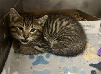 Domestic Short Hair Cats Available for Adoption in Long Beach, California - PETEE | PetCurious