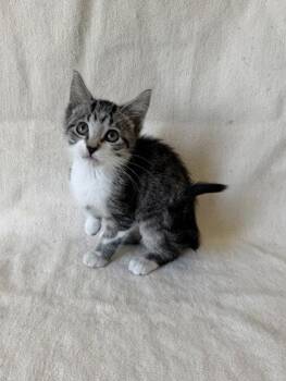 Sandy -  Domestic Short Hair Cat for Adoption in Buffalo, Minnesota - Sandy | PetCurious