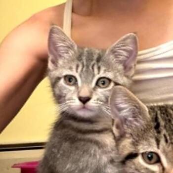Pudding -  Tabby Cat for Adoption in Hawley, Pennsylvania - Pudding | PetCurious
