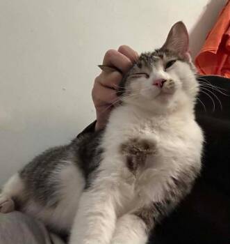 Domestic Short Hair Cats Available for Adoption - Biscuit | PetCurious