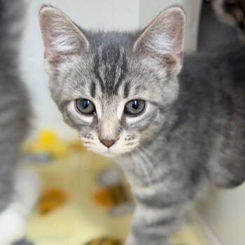 Quinn -  Domestic Short Hair Cat Available for Adoption in Champaign, Illinois - Quinn | PetCurious