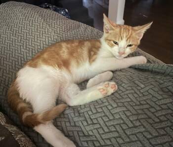 Ranger -  Domestic Short Hair and Tabby Cat for Adoption in Oxford, Mississippi - Ranger | PetCurious