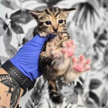 Domestic Short Hair Cats Available for Adoption in Wahiawa, Hawaii - Giblet | PetCurious