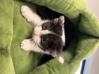 Rescue Domestic Short Hair Cats for Adoption in Liberty, Missouri - Snapchat | PetCurious