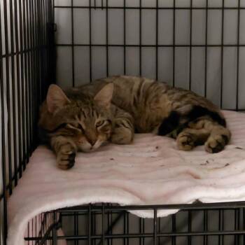 Catalpa -  Domestic Short Hair Cat for Adoption in Brighton, Missouri - Catalpa | PetCurious