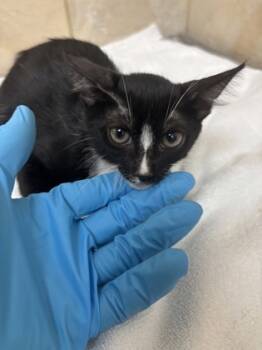 Rescue Domestic Short Hair Cats for Adoption in Honolulu, Hawaii - 59397903 | PetCurious