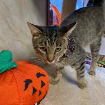 Gumbo -  Domestic Short Hair Cat for Adoption in Chehalis, Washington - Gumbo | PetCurious