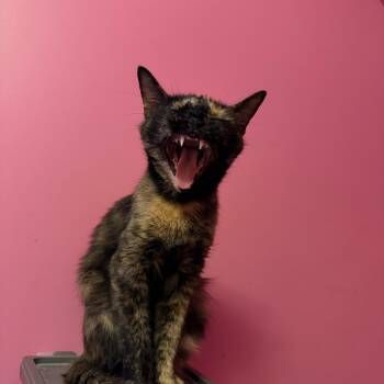 Peach -  Domestic Short Hair Cat for Adoption in Lemont, Illinois - Peach | PetCurious