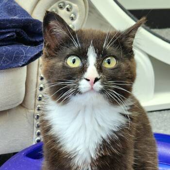 Rescue Domestic Short Hair Cats for Adoption in Zimmerman, Minnesota - Jessie | PetCurious
