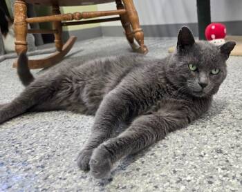 Domestic Short Hair Cats Available for Adoption in Auburn, Indiana - Sevrin | PetCurious