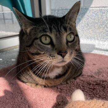 Gravy -  Domestic Short Hair Cat for Adoption in Stafford, Virginia - Gravy | PetCurious