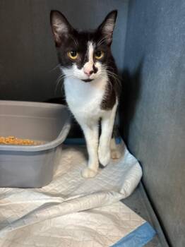 Tater Tot -  Domestic Short Hair Cat for Adoption in Metter, Georgia - Tater Tot | PetCurious