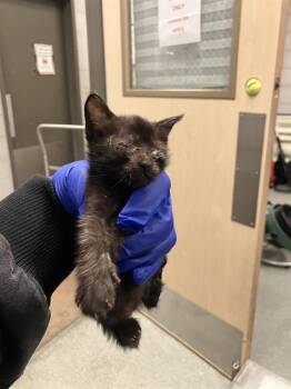 Domestic Short Hair Cats Available for Adoption in Dallas, Texas - ISSABELLE | PetCurious