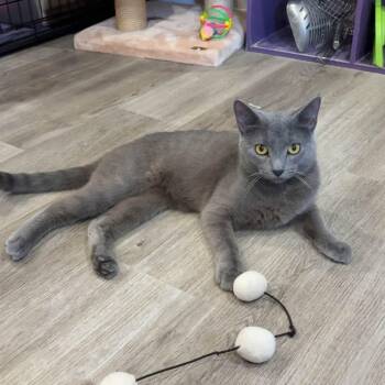 Jax -  Domestic Short Hair Cat for Adoption in Washington, Pennsylvania - Jax | PetCurious