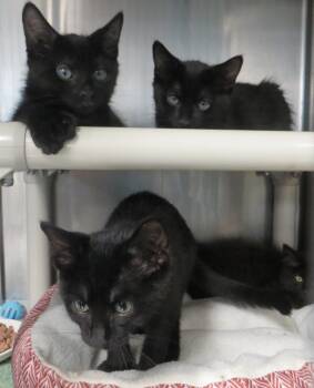 Blended Family -  Domestic Medium Hair Cat for Adoption in Brockton, Massachusetts - Blended Family | PetCurious
