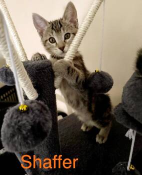 Shaffer -  Domestic Short Hair and Tabby Cat for Adoption in Lake Monroe, Florida - Shaffer | PetCurious