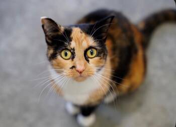 Meow Meow -  Domestic Short Hair Cat for Adoption in Yellowknife, Northwest Territories - Meow Meow | PetCurious
