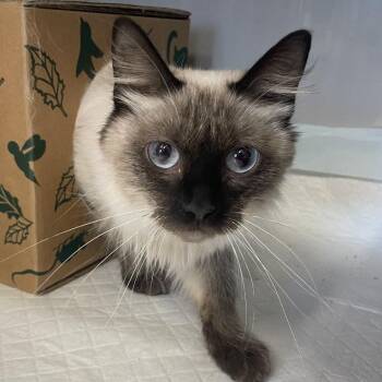 Taz -  Domestic Short Hair Cat for Adoption in Saint Charles, Missouri - Taz | PetCurious