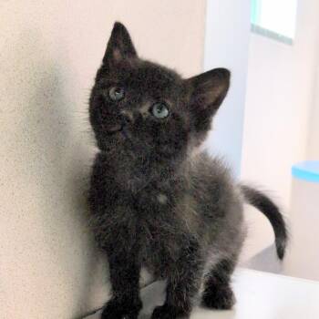 Poseidon -  Domestic Short Hair Cat for Adoption in Reno, Nevada - Poseidon | PetCurious