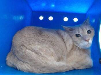 Domestic Short Hair Cats Available for Adoption - KION | PetCurious