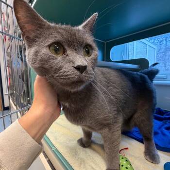 Koshekh -  Domestic Short Hair Cat for Adoption in Morristown, Vermont - Koshekh | PetCurious