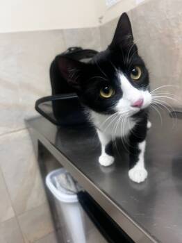 Rescue Domestic Medium Hair and Domestic Short Hair Cats for Adoption in Honolulu, Hawaii - 59727398 | PetCurious