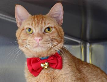 Gouda -  Domestic Short Hair and Tabby Cat for Adoption in Sanford, Florida - Gouda | PetCurious