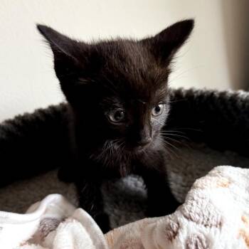 Domestic Short Hair Cats Available for Adoption in Long Beach, California - Luna | PetCurious