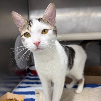 Domestic Short Hair Cats Available for Adoption in Newark, New Jersey - Oreo | PetCurious