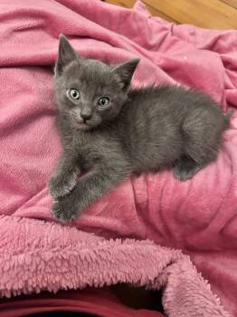 Domestic Short Hair and Russian Blue Cats Available for Adoption in San Jose, California - Pacifica Bonded W/Capitola | PetCurious
