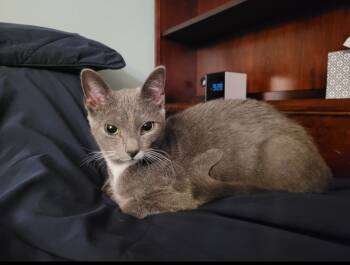 Rescue Domestic Short Hair Cats for Adoption in Camp Hill, Pennsylvania - Marley | PetCurious