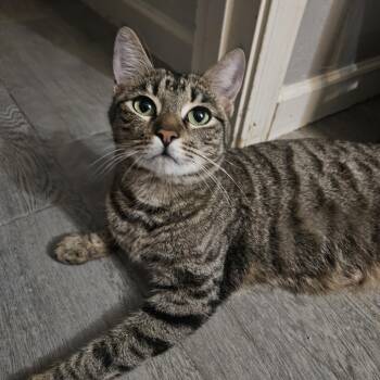 Rescue Tabby Cats for Adoption in Phoenix, Arizona - Liv "Livy" Cakes | PetCurious