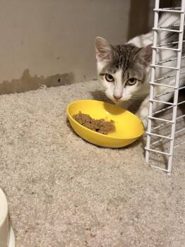 ALVA -  Domestic Short Hair Cat for Adoption in Broomfield, Colorado - ALVA | PetCurious