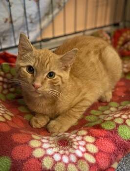 Sebastian -  Domestic Short Hair Cat for Adoption in Duxbury, Massachusetts - Sebastian | PetCurious