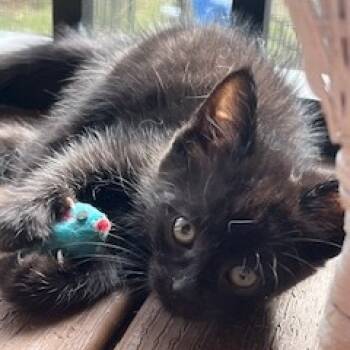 Rescue Domestic Short Hair Cats for Adoption in Granville, Ohio - Ash | PetCurious