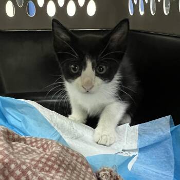 Bart -  Domestic Short Hair Cat for Adoption in Galveston, Texas - Bart | PetCurious
