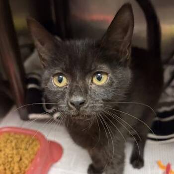 Rescue Domestic Short Hair Cats for Adoption in North Myrtle Beach, South Carolina - Brownie | PetCurious