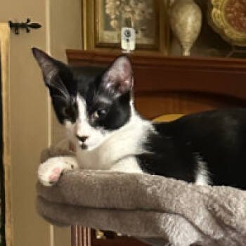 Rescue Domestic Short Hair Cats for Adoption in Redwood City, California - Gizmo | PetCurious