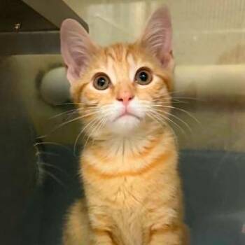 Dandelion -  Domestic Short Hair Cat for Adoption in Concord, North Carolina - Dandelion | PetCurious