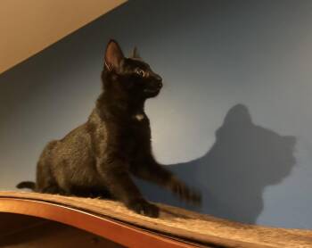 Astra -  Domestic Short Hair Cat for Adoption in Wheaton, Illinois - Astra | PetCurious