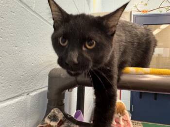 Domestic Short Hair Cats Available for Adoption - BOOGIE WOOGIE | PetCurious