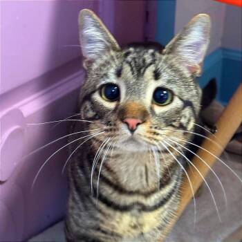 Domestic Short Hair Cats Available for Adoption - Eeyore | PetCurious
