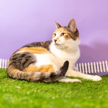 Rescue Domestic Short Hair Cats for Adoption in Durham, North Carolina - Autumn | PetCurious