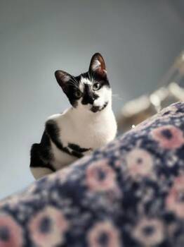 Rescue Tuxedo and Domestic Short Hair Cats for Adoption in Liverpool, Texas - Diamond | PetCurious