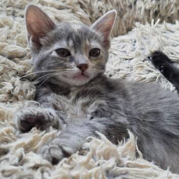 Domestic Short Hair Cats Available for Adoption in Richmond, California - LYRIC | PetCurious