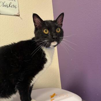 Oswald -  Domestic Short Hair Cat for Adoption in Englewood, Florida - Oswald | PetCurious