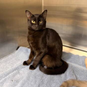 Alvira -  Domestic Short Hair Cat for Adoption in Spokane, Washington - Alvira | PetCurious