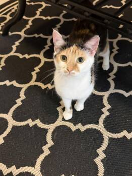Domestic Short Hair Cats Available for Adoption in Aylett, Virginia - Buttons&SunShine | PetCurious