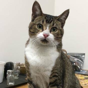 Juju -  Domestic Short Hair Cat for Adoption in Pasadena, California - Juju | PetCurious