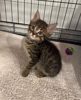Tabby Cats Available for Adoption in Temecula, California - Tabby | PetCurious